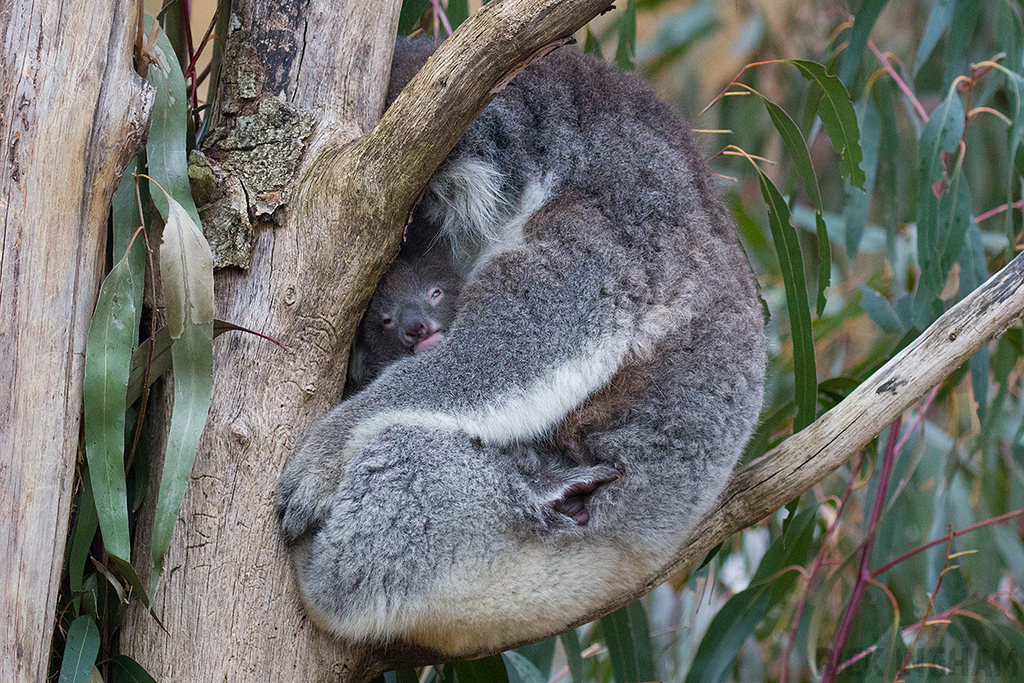 Koala Bear with juvenile