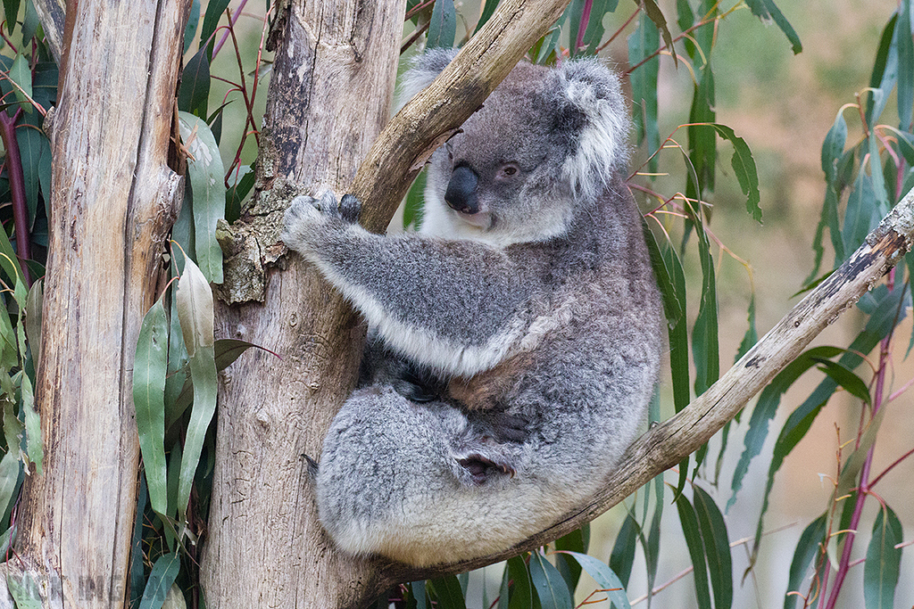 Koala Bear