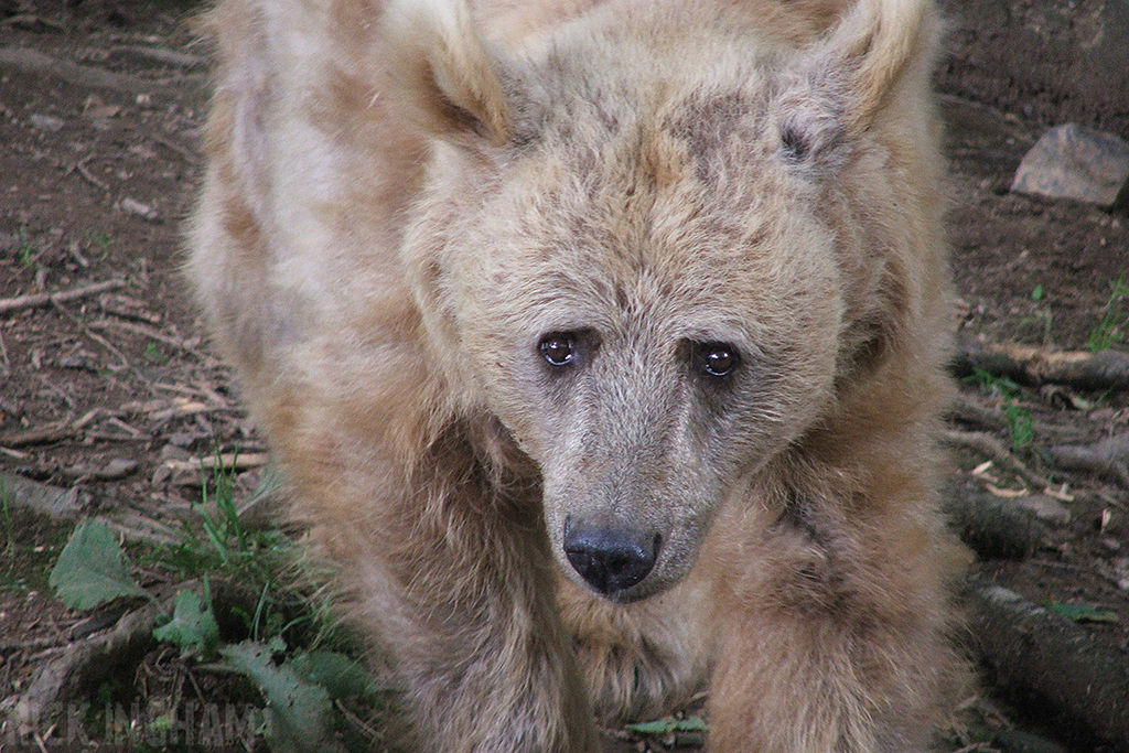 Syrian Brown Bear