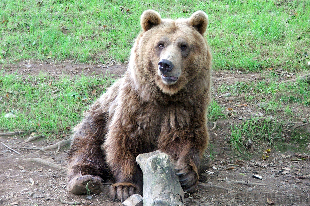 European Brown Bear