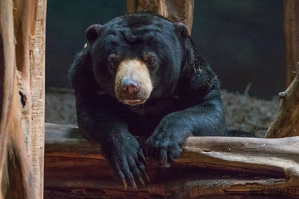 Malayan Sun Bear