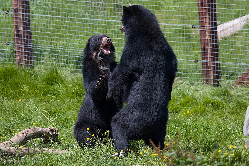 Spectacled Bear