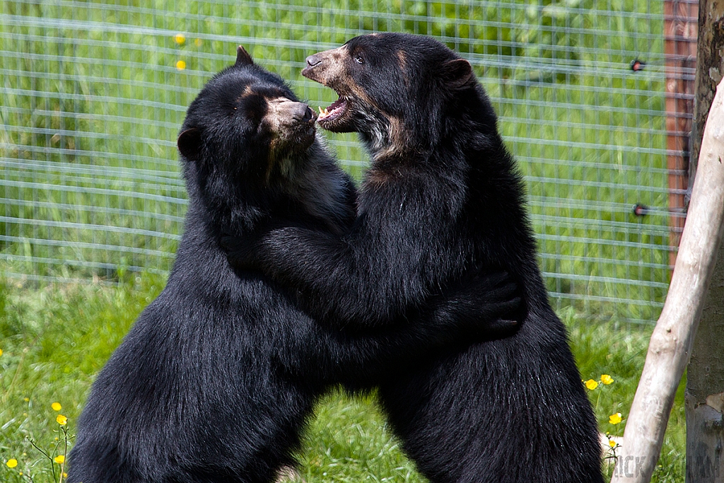 Spectacled Bear