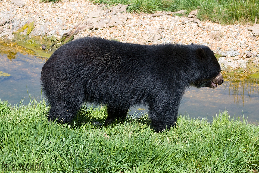 Spectacled Bear