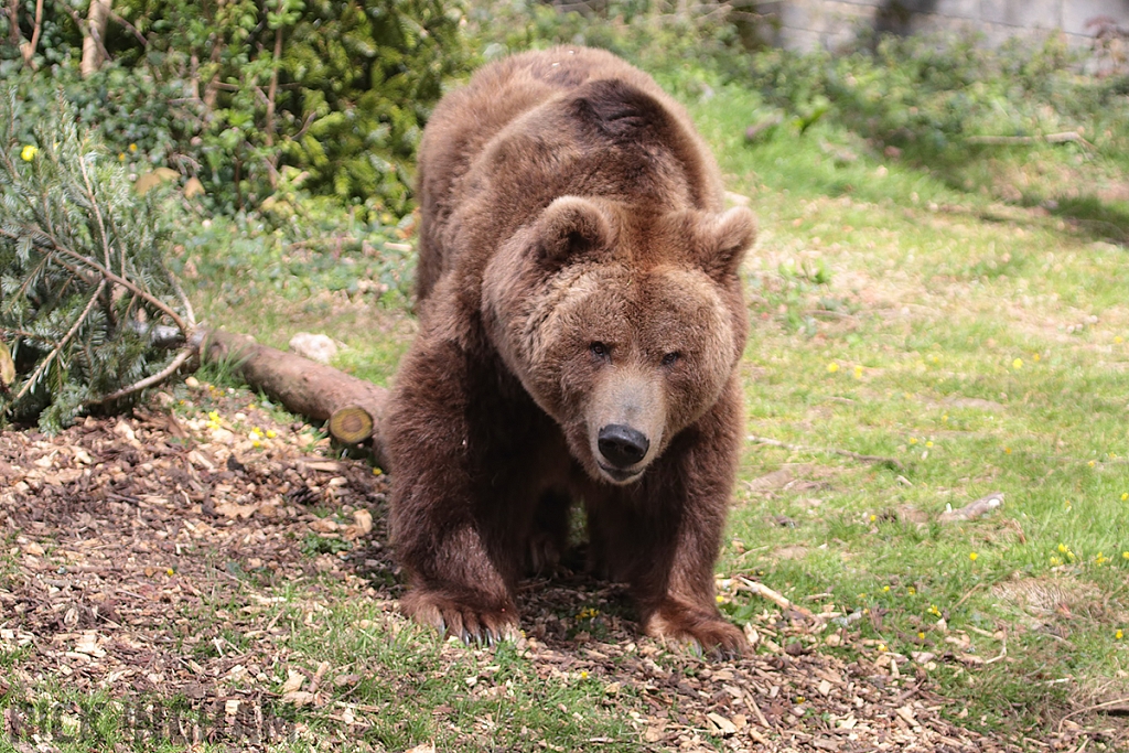 European Brown Bear