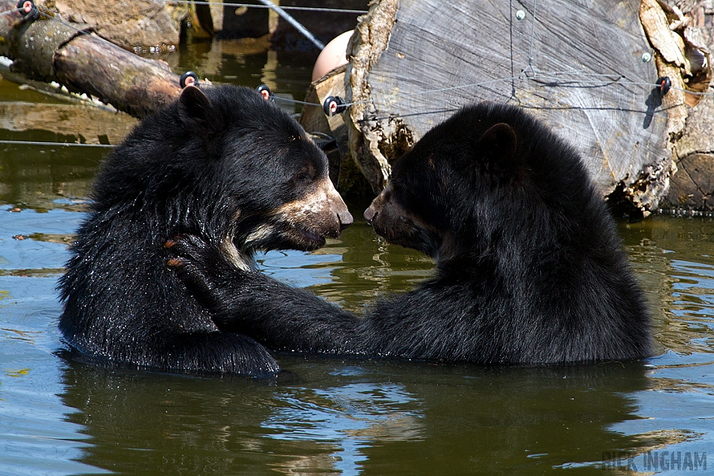 Spectacled Bear