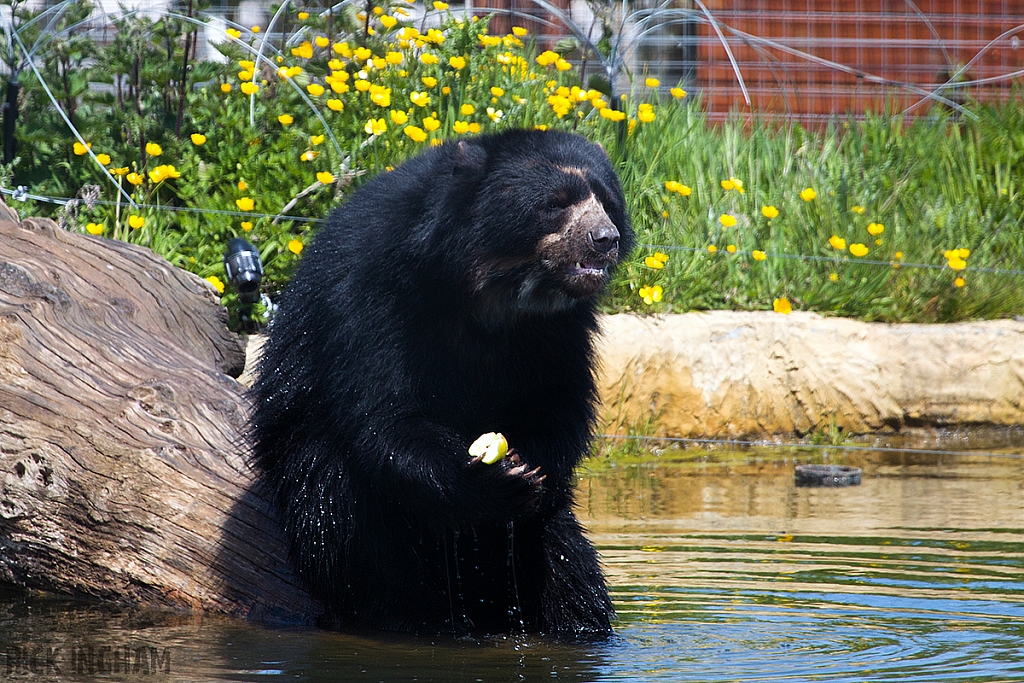 Spectacled Bear