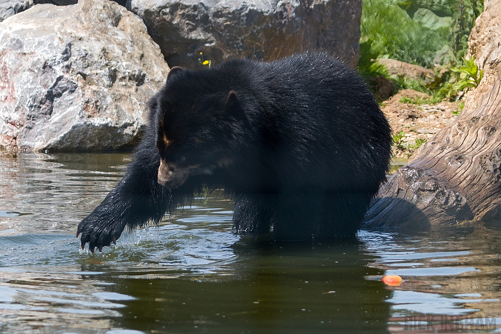 Spectacled Bear