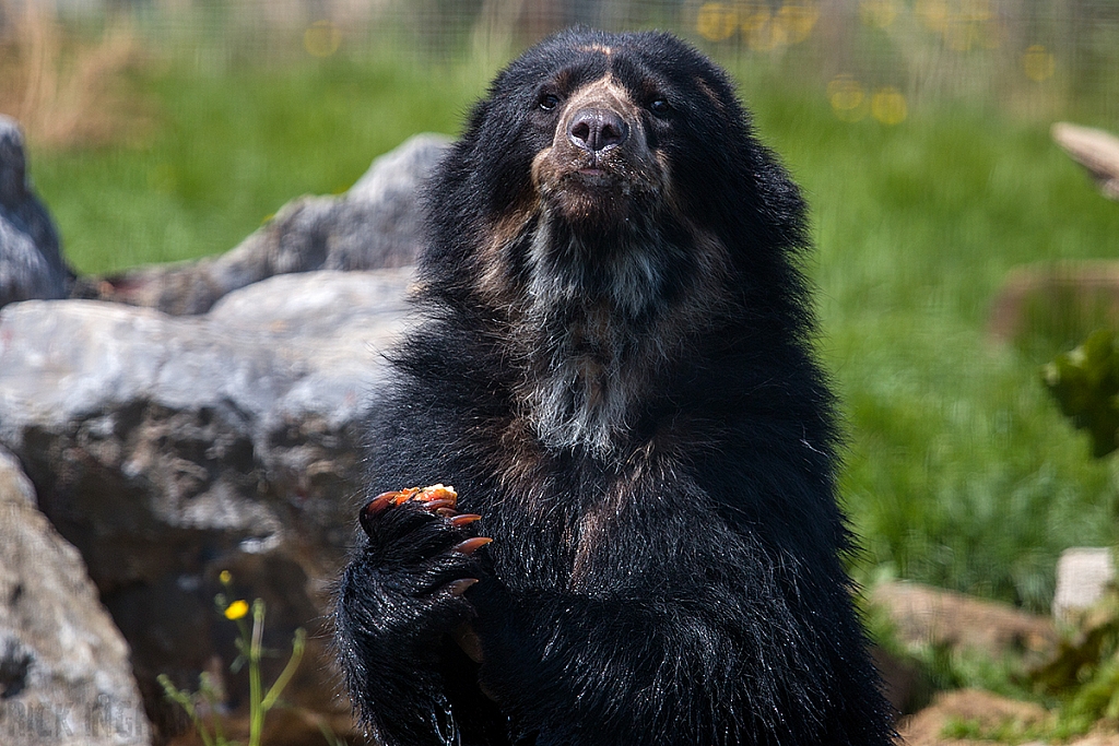 Spectacled Bear