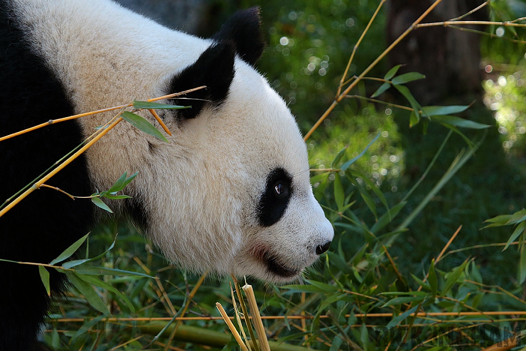 Giant Panda Bear