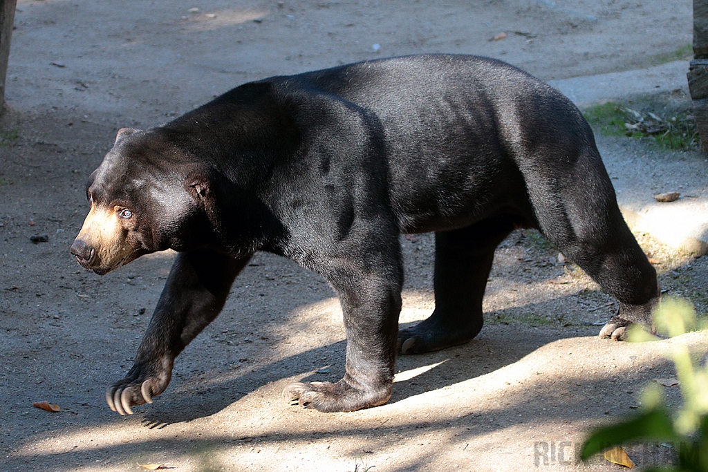 Malayan Sun Bear