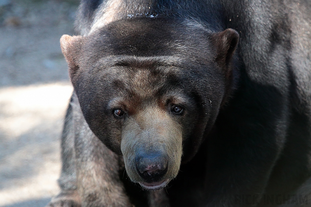 Malayan Sun Bear