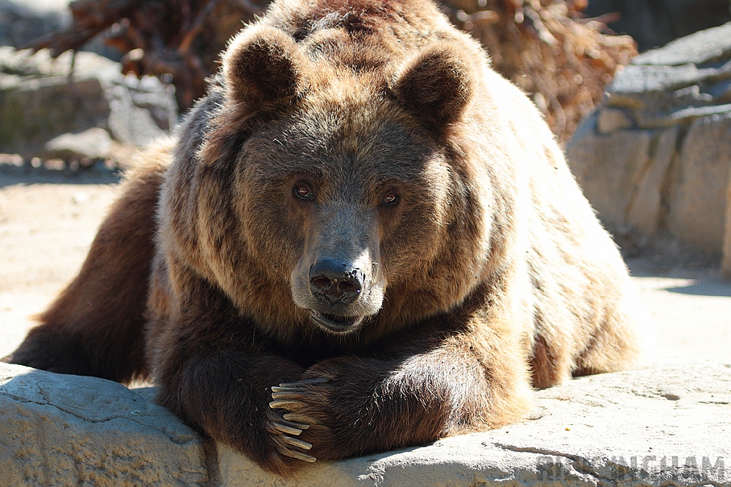 European Brown Bear