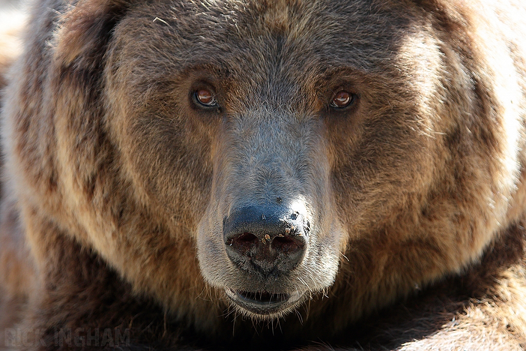 European Brown Bear