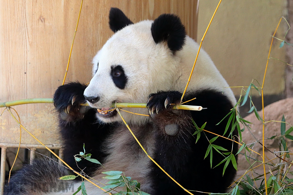 Giant Panda Bear