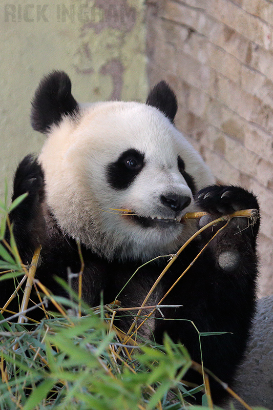 Giant Panda Bear