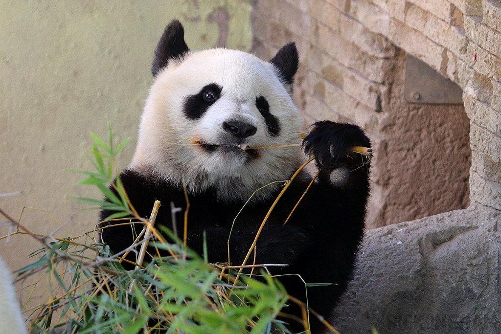 Giant Panda Bear