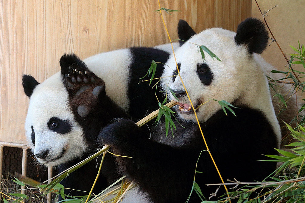 Giant Panda Bear