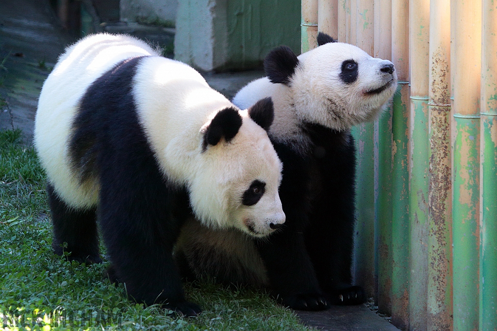 Giant Panda Bear