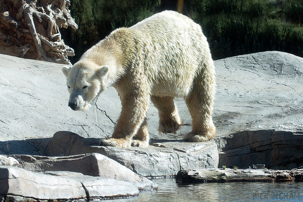 Polar Bear