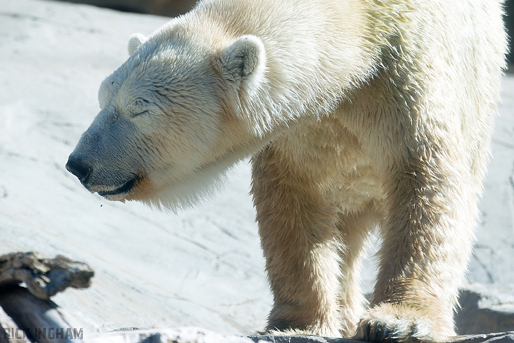 Polar Bear