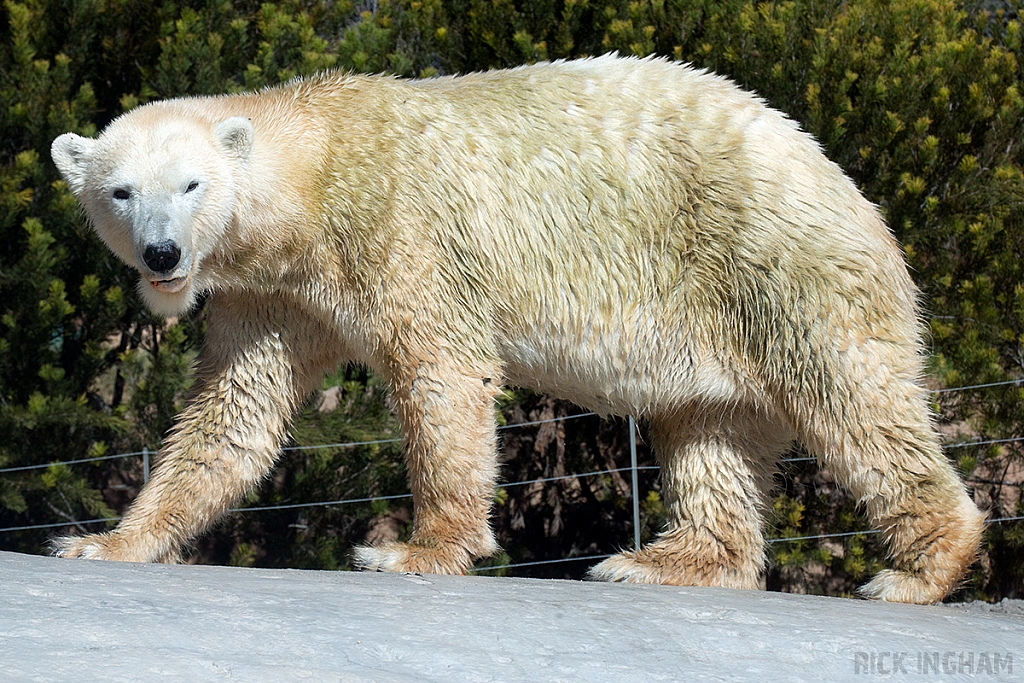 Polar Bear