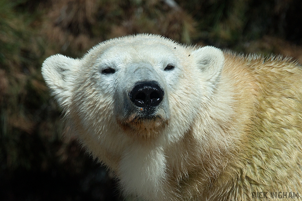 Polar Bear