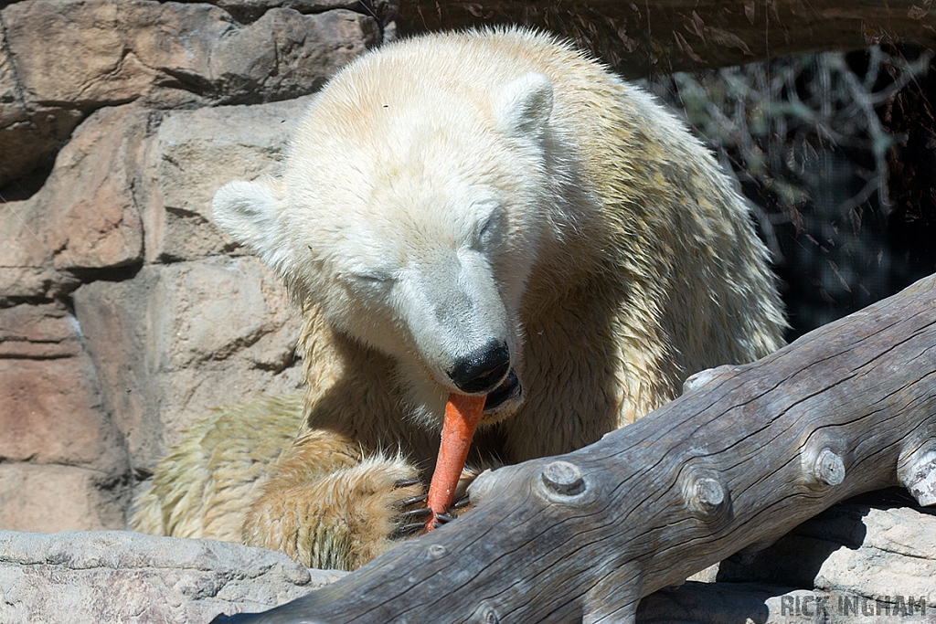 Polar Bear