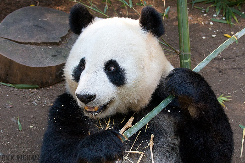 Giant Panda Bear