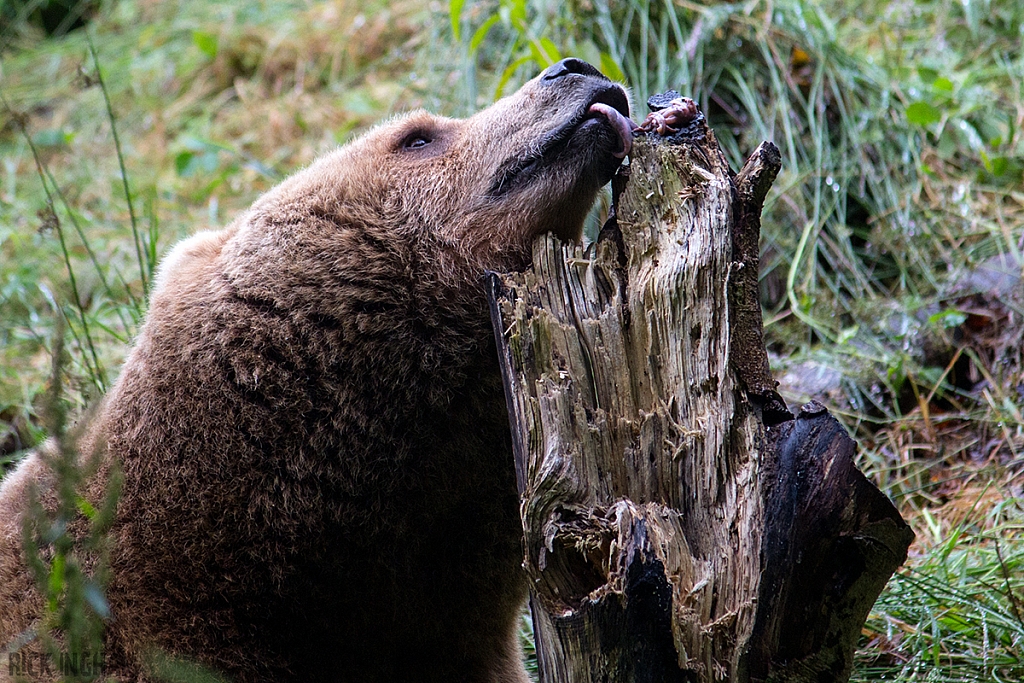 European Brown Bear