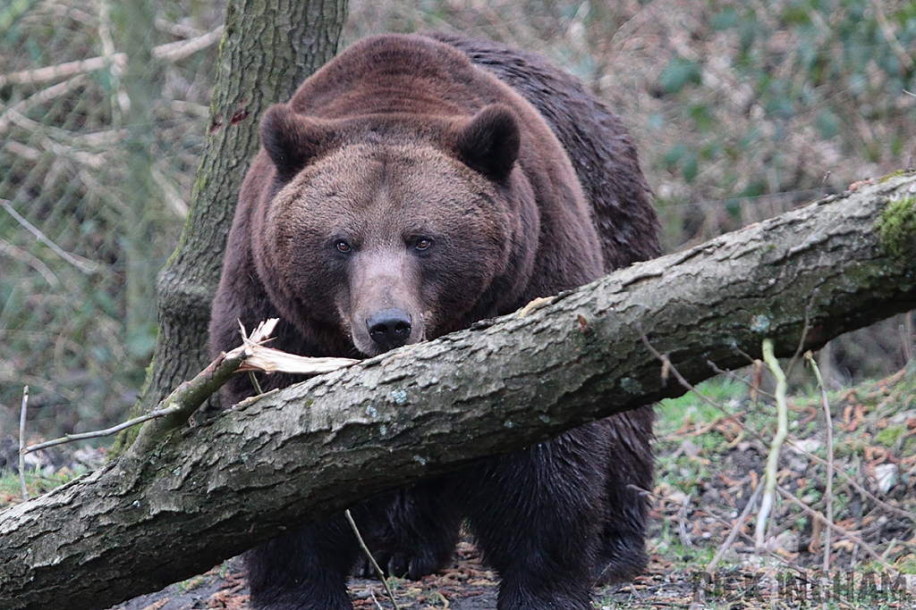 European Brown Bear