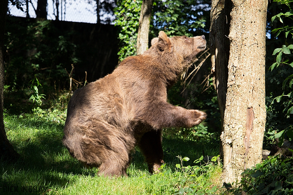 European Brown Bear