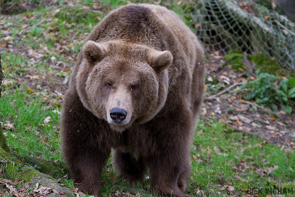 European Brown Bear