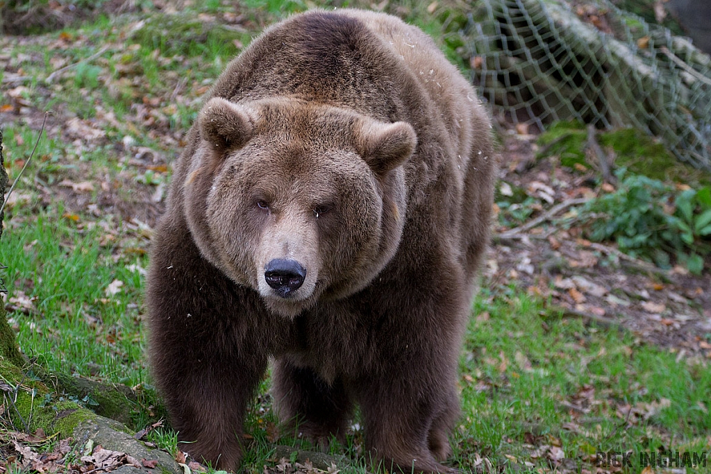 European Brown Bear