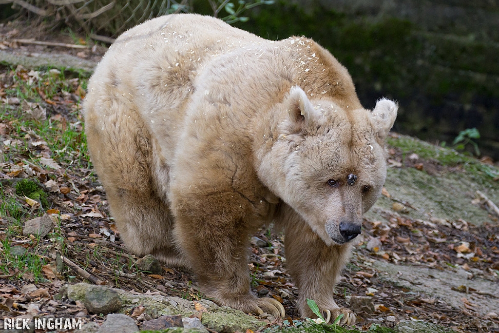 Syrian bear