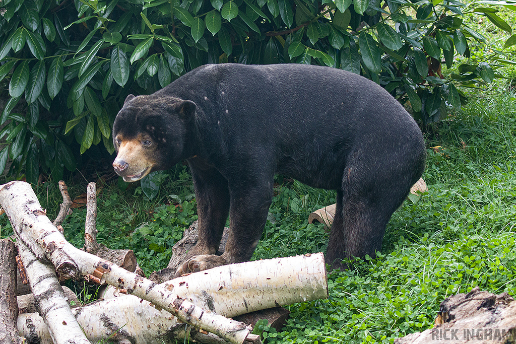 Malayan Sun Bear