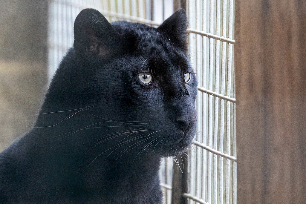 Black Leopard