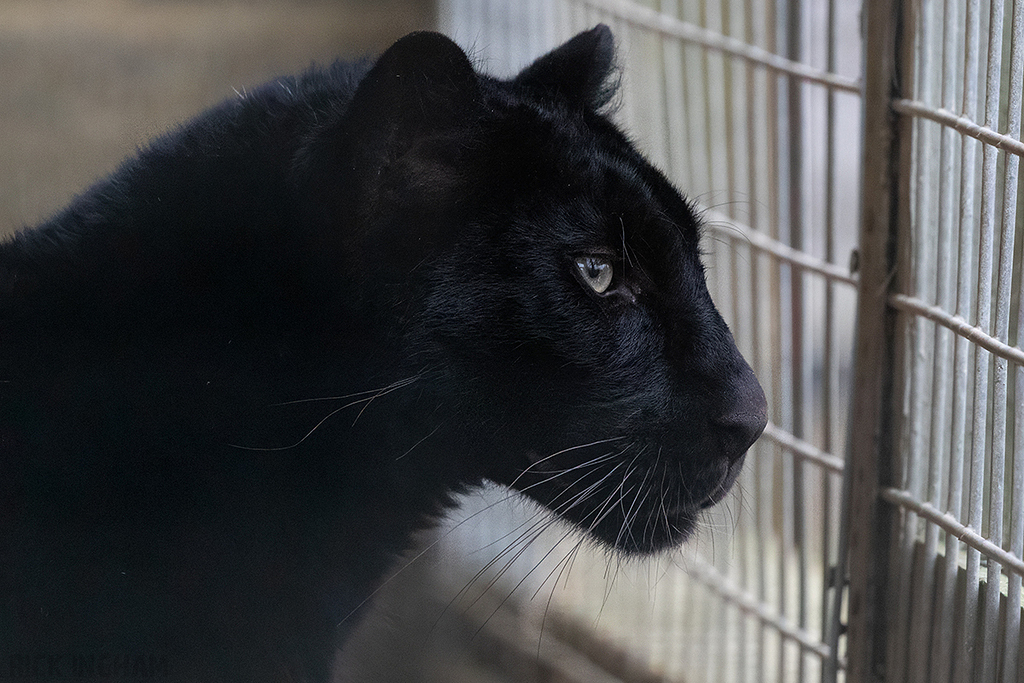 Black Leopard