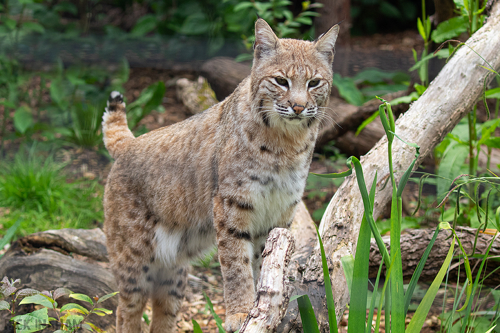 Bobcat