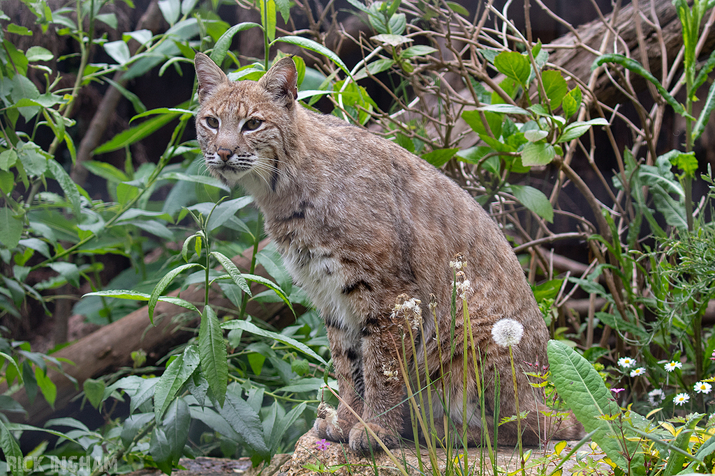Bobcat