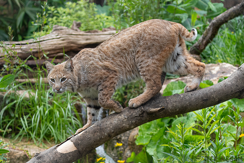 Bobcat