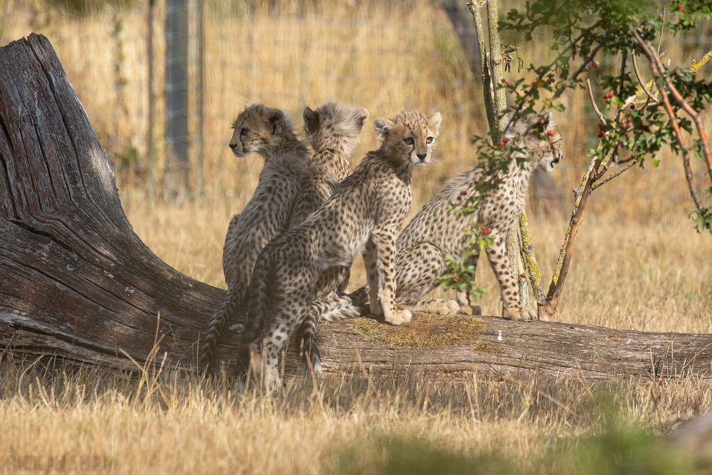 Cheetah | Cub