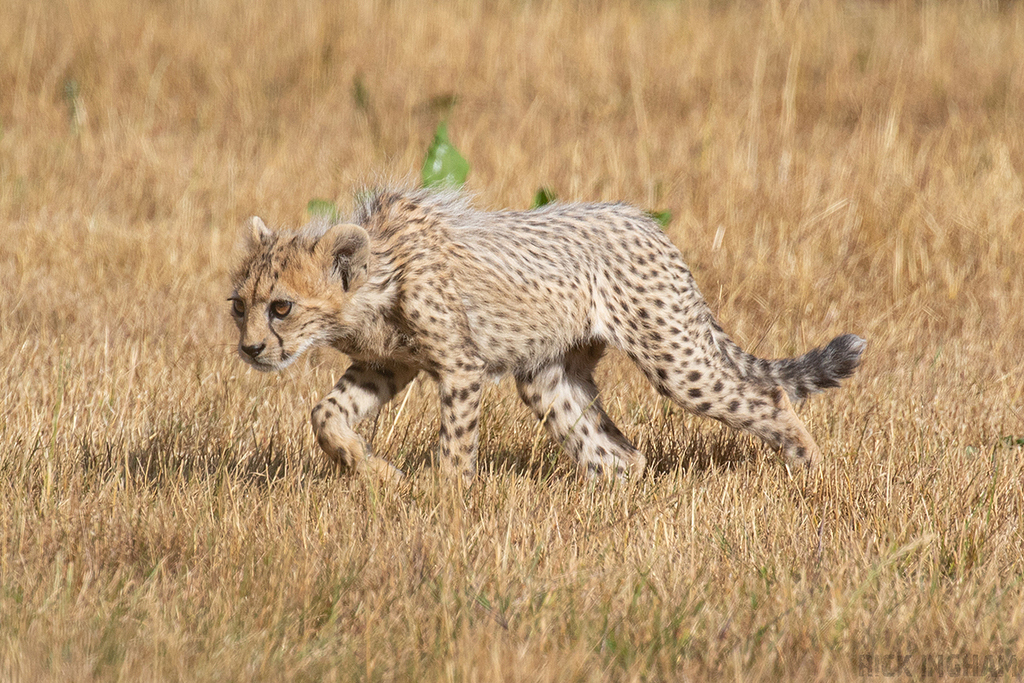 Cheetah | Cub