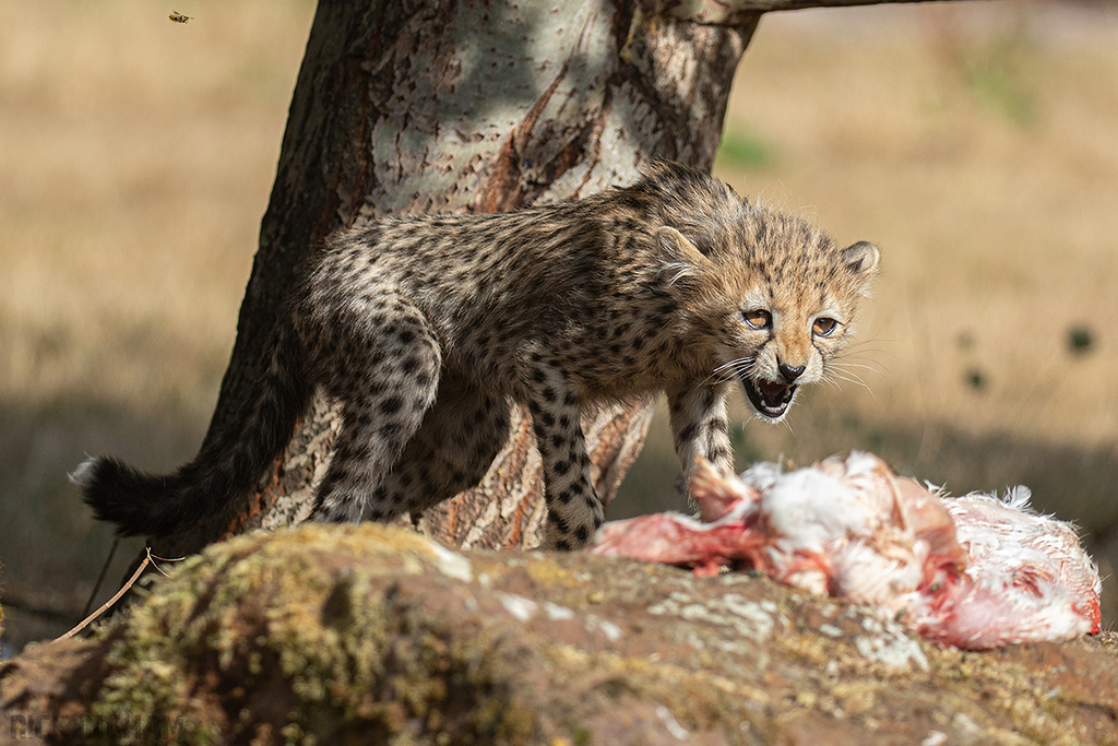 Cheetah | Cub