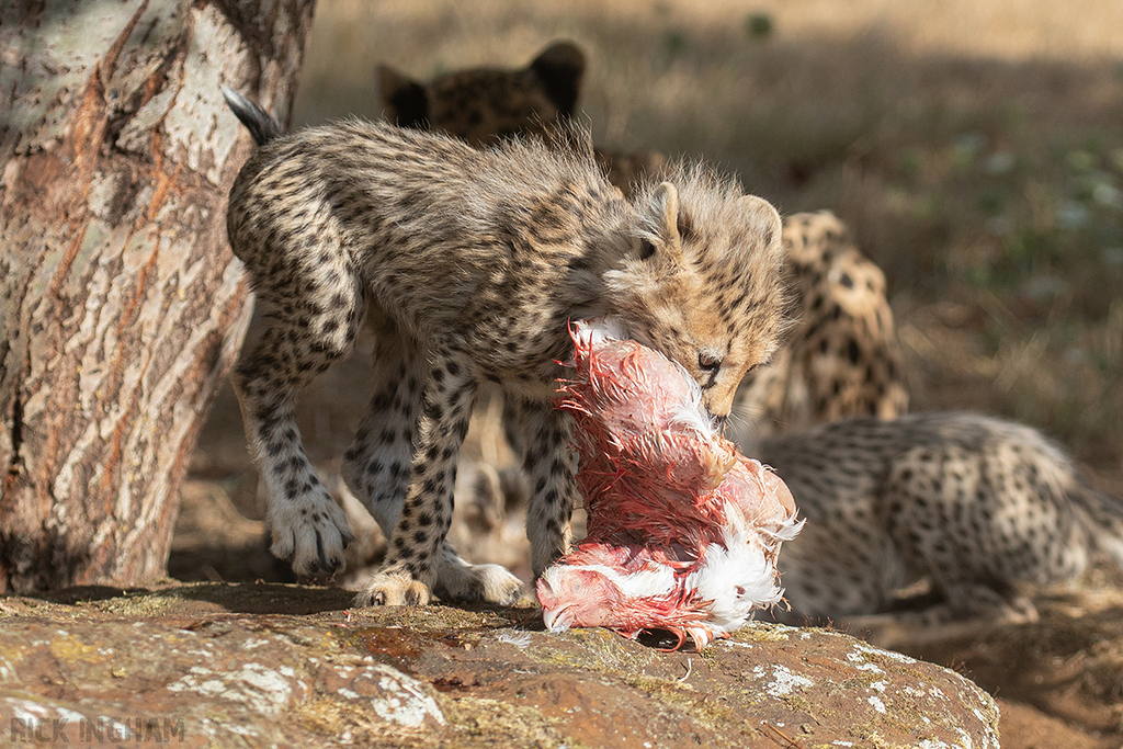 Cheetah | Cub