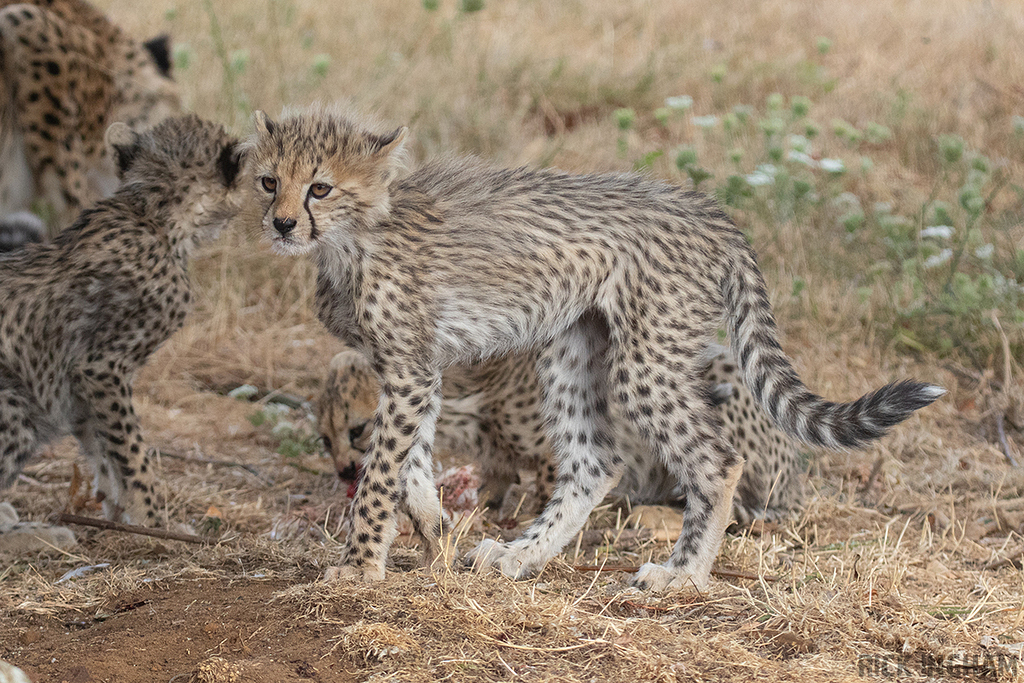 Cheetah | Cub