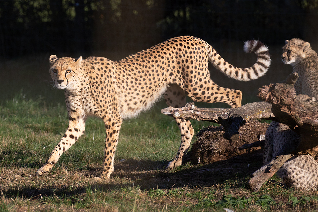 Cheetah
