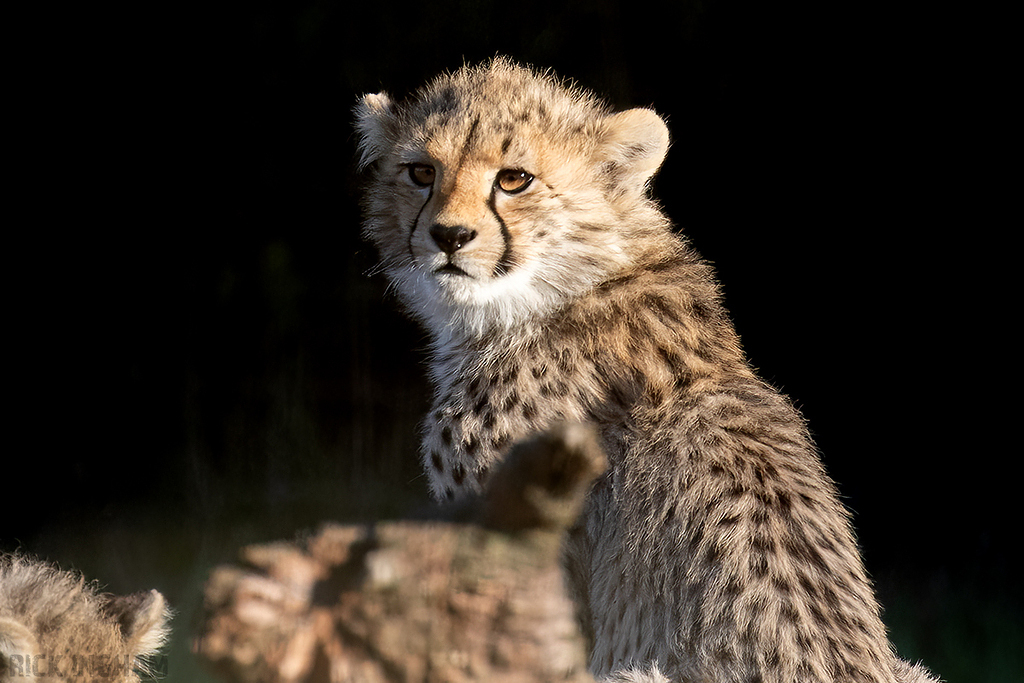 Cheetah | Cub