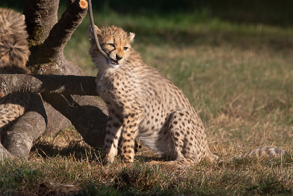 Cheetah | Cub