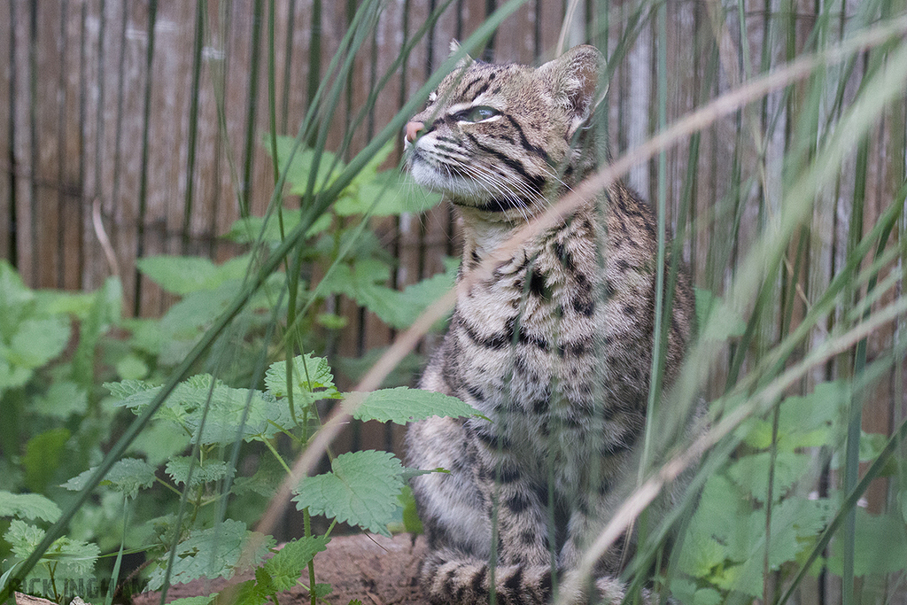 Geoffroy's Cat